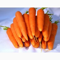 Куплю морковь с
