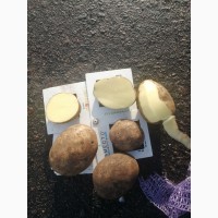 Продажа продовольственного картофеля, оптом, сорт Гала