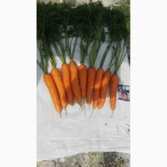 Продам Морковь