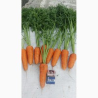 Продам Морковь