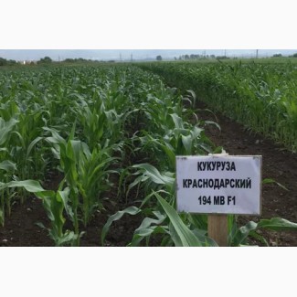 Семена гибридов кукурузы Краснодарский 194 РОСС 195 Российский 1 ЭС
