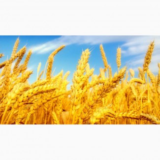 Пшеница продовольственная, 3 класс