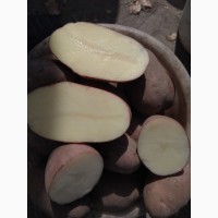 Продам продовольственный картофель сорт вектор, манифест, бриз