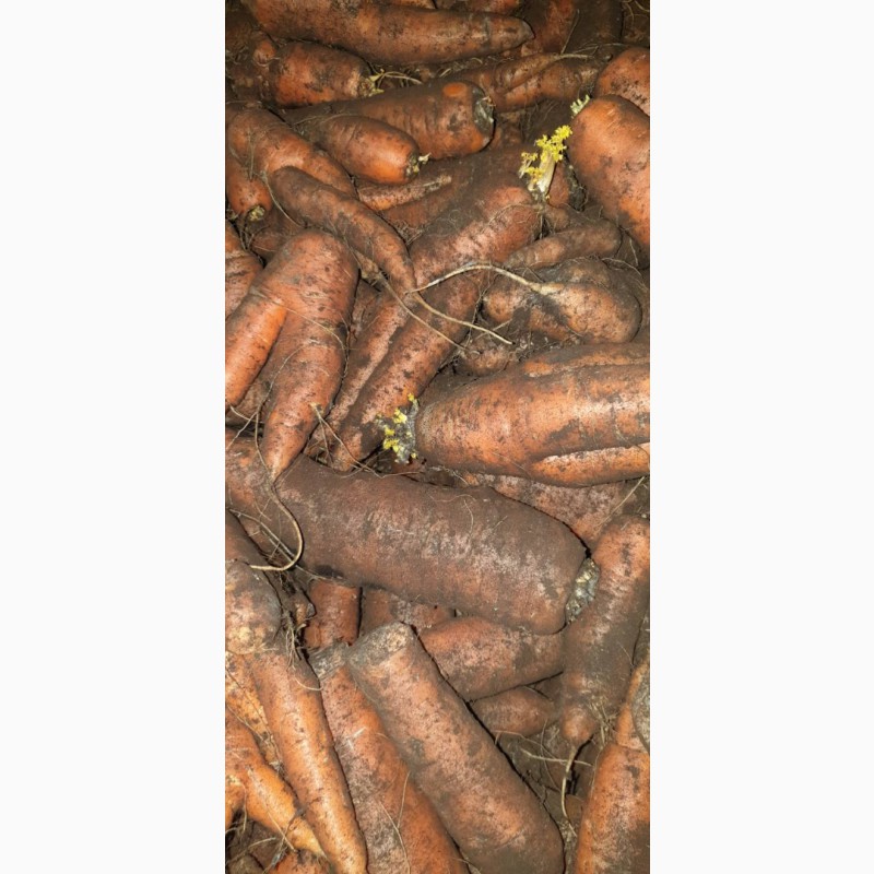 Фото 4. Морковь столовая свежая нестандарт