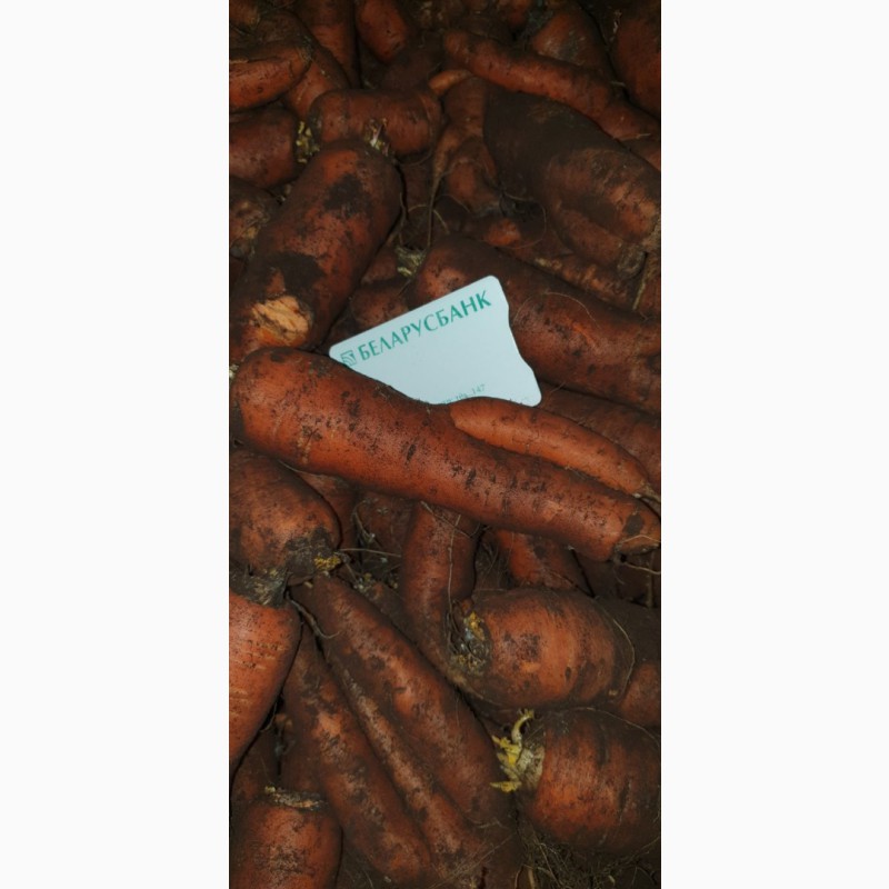 Фото 3. Морковь столовая свежая нестандарт