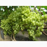 Продам Саженцы винограда, более 150 сортов