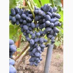 Продам Саженцы винограда, более 150 сортов