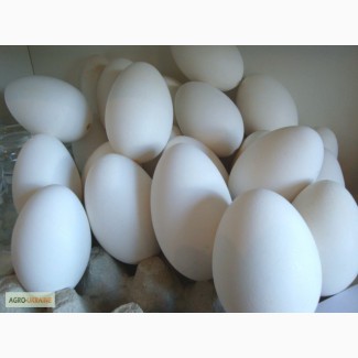 Продам яйцо инкубационное утиное