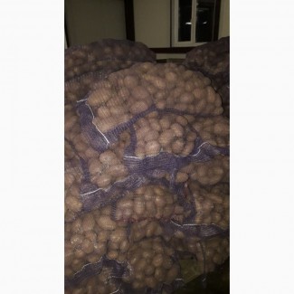 Продам картофель продовольственный, семенной на Экспорт