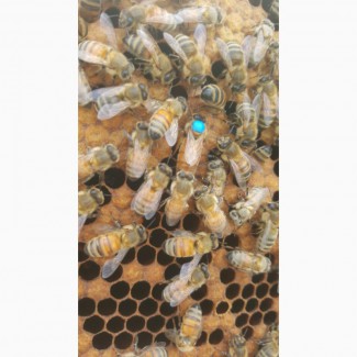 Семьи пчел бакфаст, пчелопакеты buckfast f1