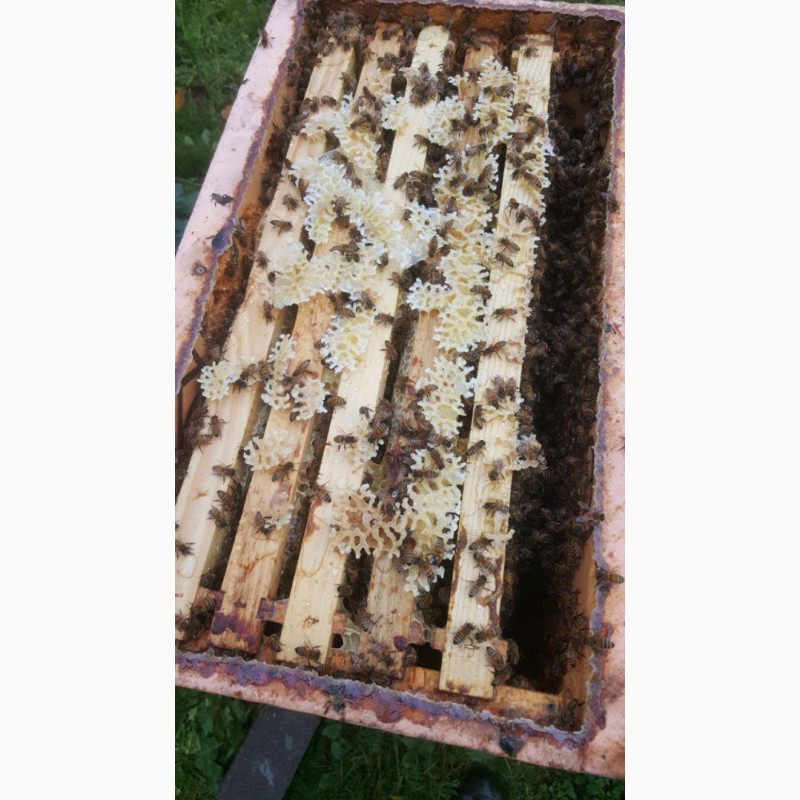 Фото 2. Семьи пчел бакфаст, пчелопакеты buckfast f1