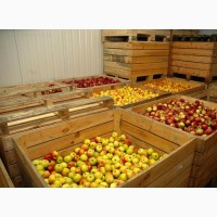 Яблоко 2 сорта продам Гродненская область доставка