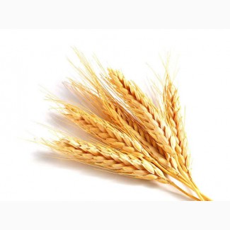 Пшеница озимая Германия, Австрия, элита