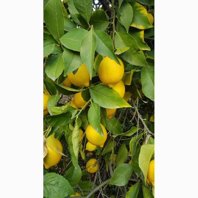 Купить лимон мандарин. Турецкий лимон. Турецкие лимоны оранжевые. Турецкие лимоны фото. Турецкие лимоны с длинным носом.