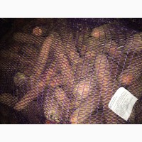 Продадим морковь свежую, расфасованную в сетку (оптом)