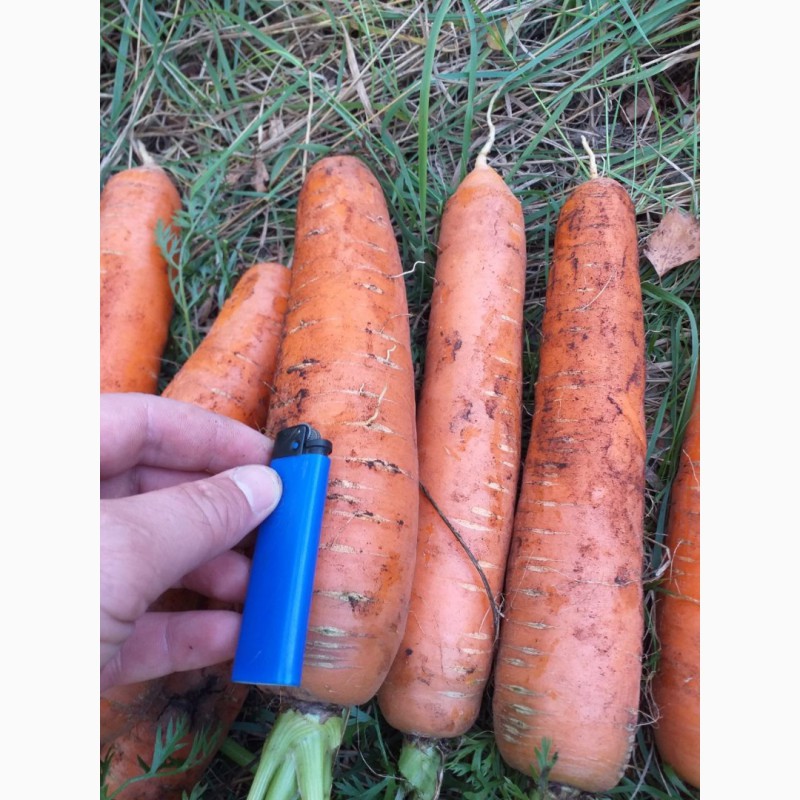 Фото 2. Морковь столовая, корейка, мытая