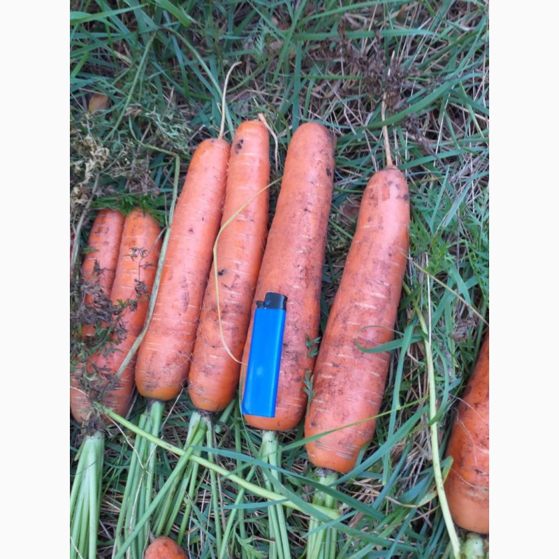 Фото 4. Морковь столовая, корейка, мытая