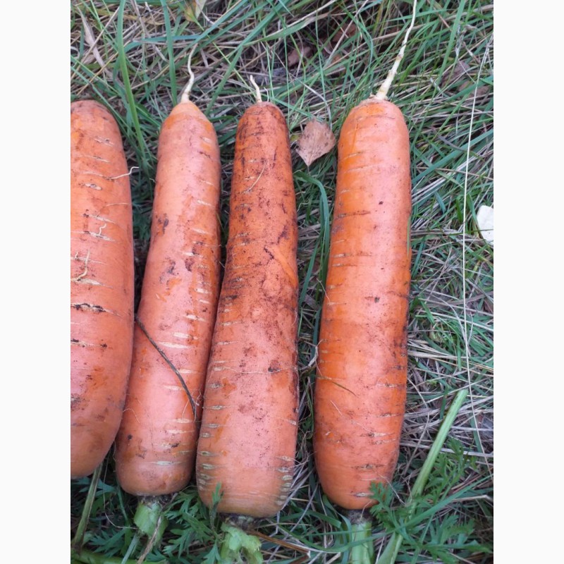 Фото 6. Морковь столовая, корейка, мытая