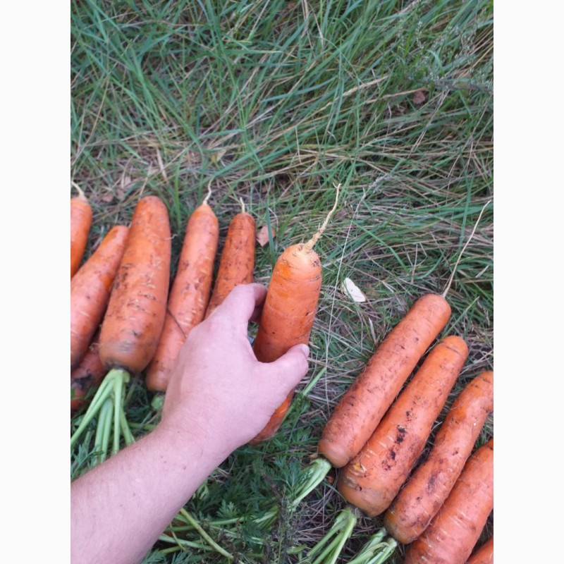 Фото 7. Морковь столовая, корейка, мытая