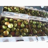 Яблоки в Витебске от агрохозяйства от 90 коп