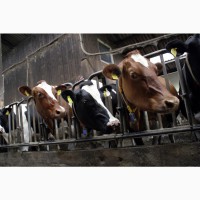 Премикс П60-1 для дойных коров (СТБ 1079-97)