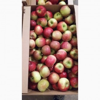 Продадим яблоки свежие (оптом)