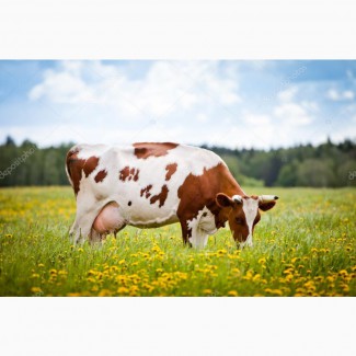Премикс П60-3 для высокопродуктивных коров (СТБ 1079-97)
