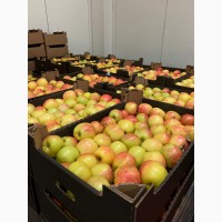 Реализуем со склада в Минске белорусское яблоко