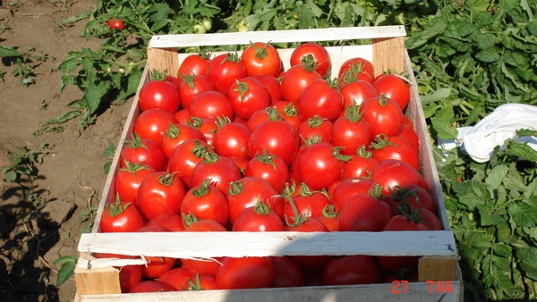 Фото 3. Огурцы, томаты(красные, желтые, розовые), капуста, свекла, морковь оптом