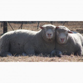 Продам овец породы Иль-Де-Франс, Тексель