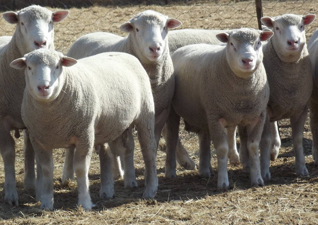 Фото 2. Продам овец породы Иль-Де-Франс, Тексель
