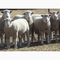Продам овец породы Иль-Де-Франс, Тексель