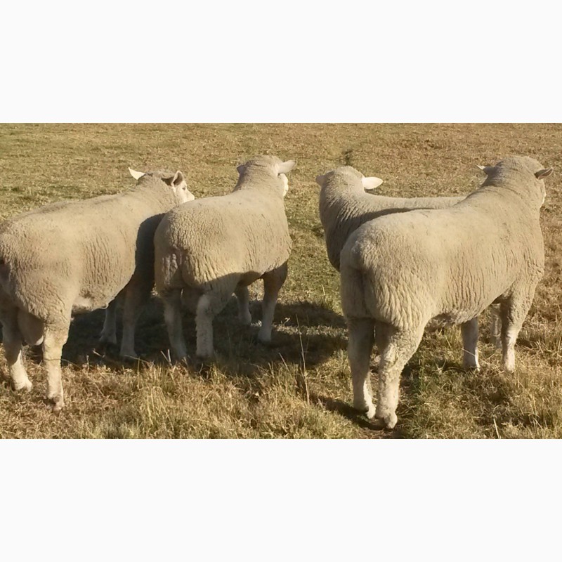 Фото 3. Продам овец породы Иль-Де-Франс, Тексель