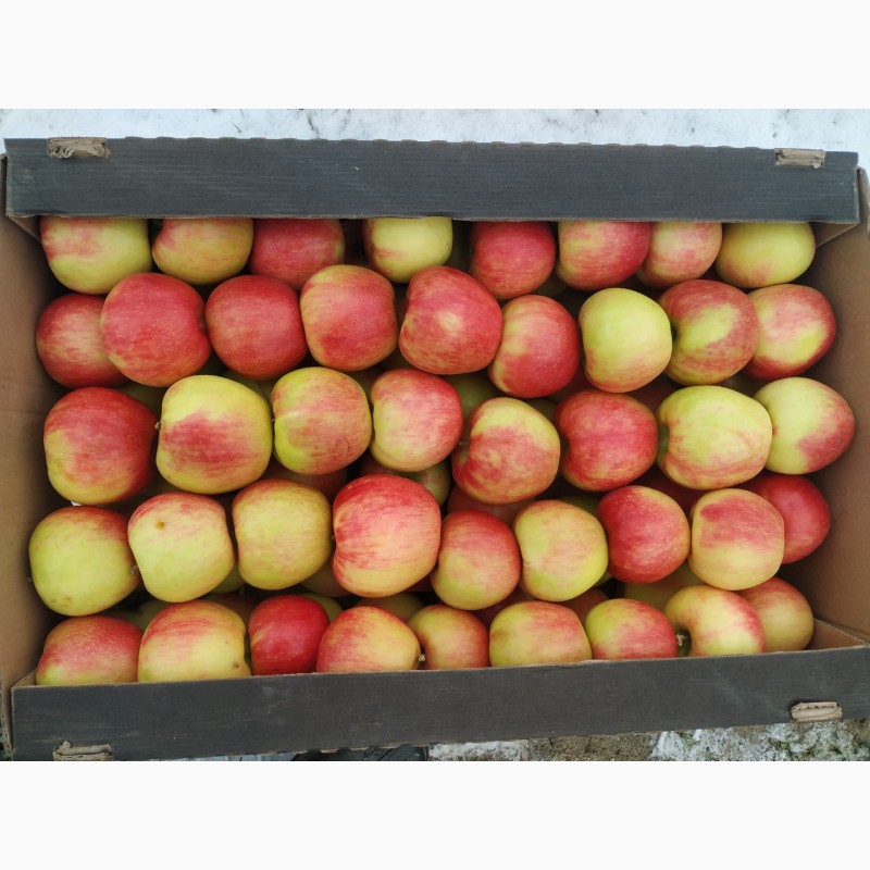 Фото 2. Продам свежие яблоки разных сортов:Хани Крисп, Глостер, Айдаред, Голден. Опт. Урожай 2021