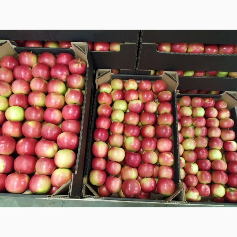 Фото 3. Продам свежие яблоки разных сортов:Хани Крисп, Глостер, Айдаред, Голден. Опт. Урожай 2021