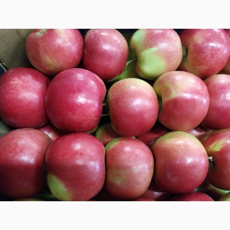 Фото 4. Продам свежие яблоки разных сортов:Хани Крисп, Глостер, Айдаред, Голден. Опт. Урожай 2021