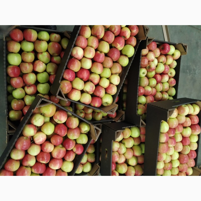 Фото 5. Продам свежие яблоки разных сортов:Хани Крисп, Глостер, Айдаред, Голден. Опт. Урожай 2021