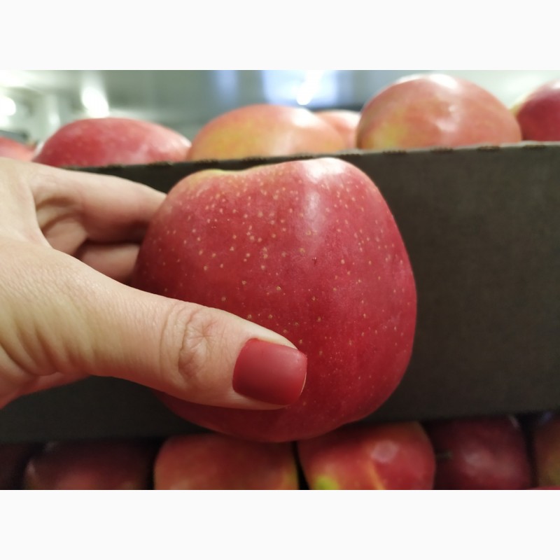 Фото 7. Продам свежие яблоки разных сортов:Хани Крисп, Глостер, Айдаред, Голден. Опт. Урожай 2021