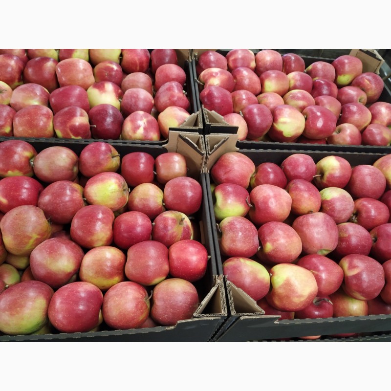 Фото 8. Продам свежие яблоки разных сортов:Хани Крисп, Глостер, Айдаред, Голден. Опт. Урожай 2021
