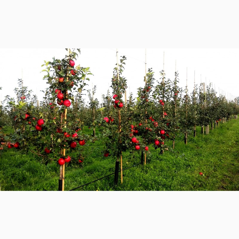 Фото 9. Продам свежие яблоки разных сортов:Хани Крисп, Глостер, Айдаред, Голден. Опт. Урожай 2021