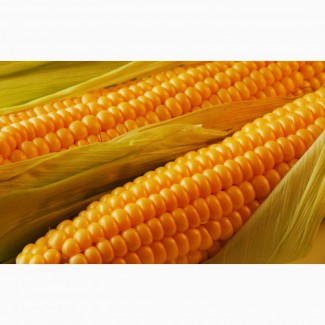 Кукуруза продовольственная 2 класс Украина