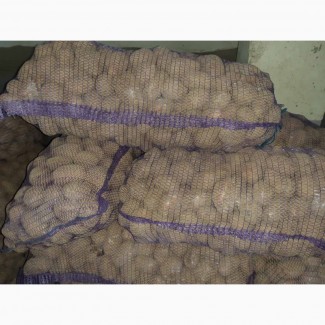 Продам картофель продовольственный 5+, Сорт Манифест, Журавинка, Бриз