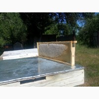 Домашний мёд, есть протокол испытаний в лаборатории, бесплатная доставка по Минску