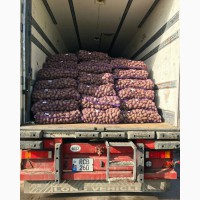 Картофель оптом на экспорт - UA / SRB / MD