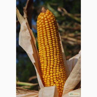 Продам Раннеспелый гибрид кукурузы