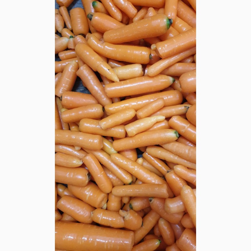 Фото 3. Нестандарт мытой моркови (лом)