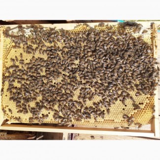 Продам плодных пчеломаток бакфаст ф1