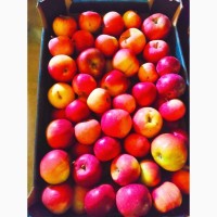 Яблоки сорта «Алеся» и «Надейное»