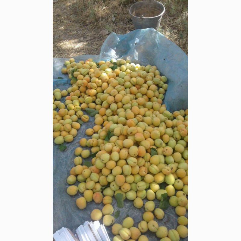 Фото 10. Продам абрикосы из Узбекистана Урожай 2018