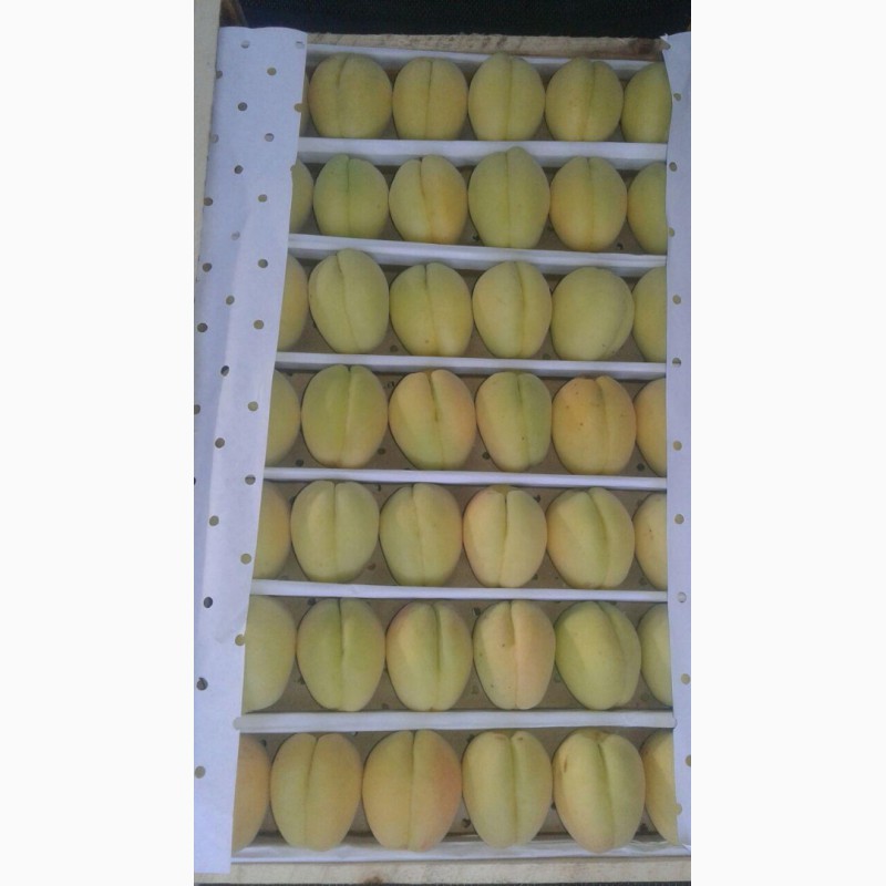 Фото 12. Продам абрикосы из Узбекистана Урожай 2018
